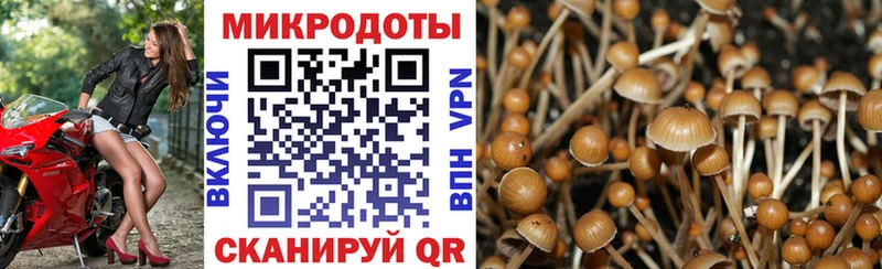 Галлюциногенные грибы Psilocybe  Купить где  Новоалександровск 